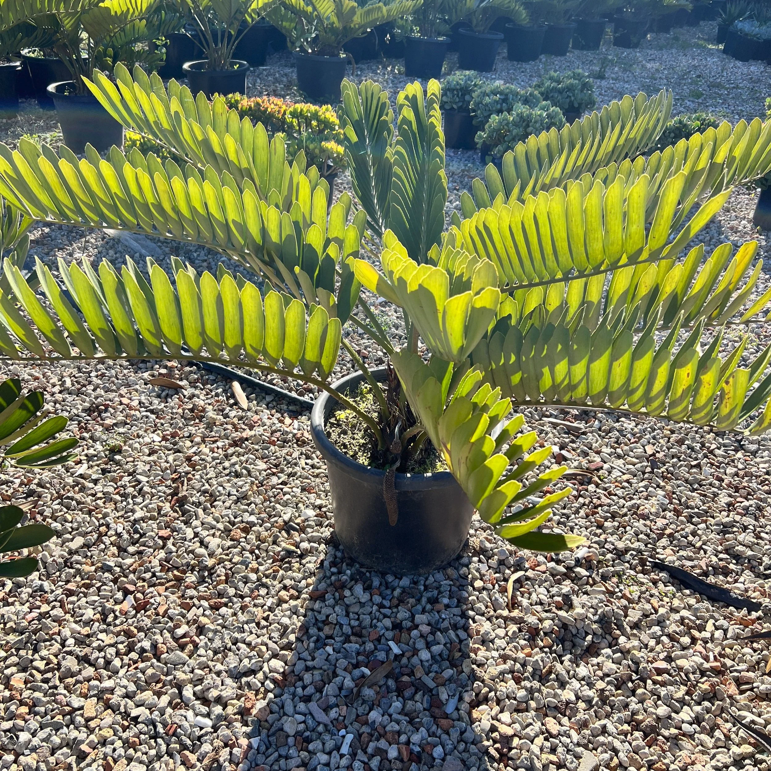 Mexican Cycad (Zamia furfuracea) — Cactus Vision